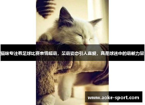 猫咪专注看足球比赛表情超萌，呆萌姿态引人喜爱，真是球迷中的萌新力量